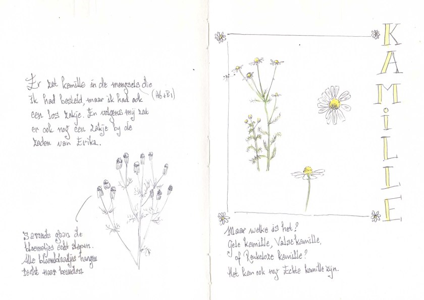 Kamille - maar welke?