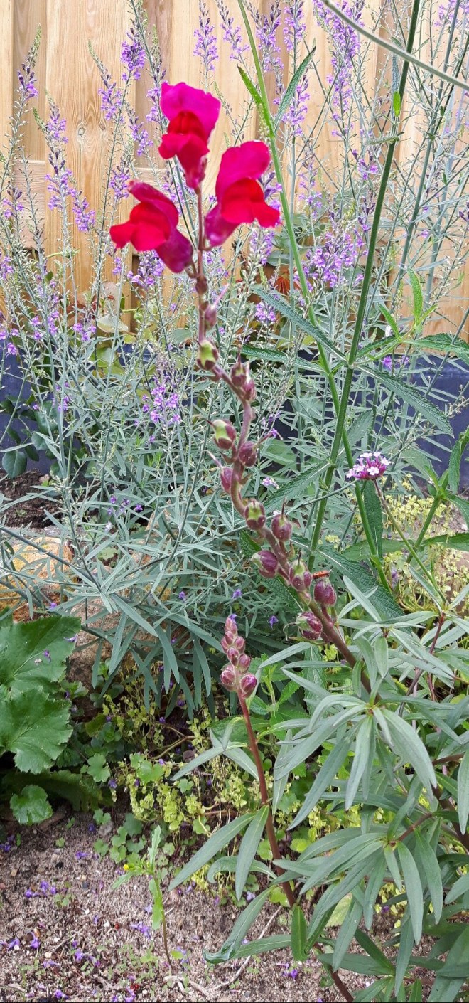 Leeuwenbek (Antirrhinum majus)