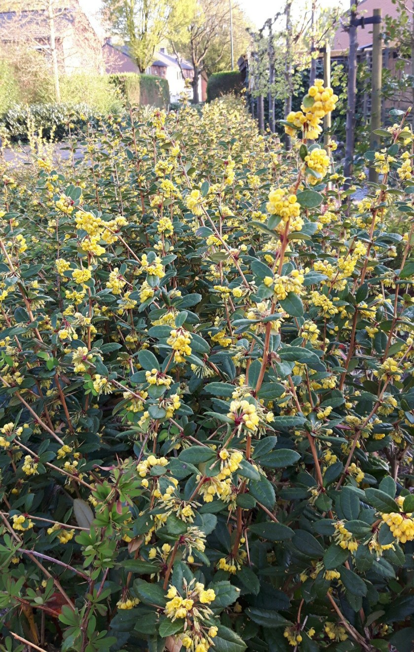 berberis stenophylla