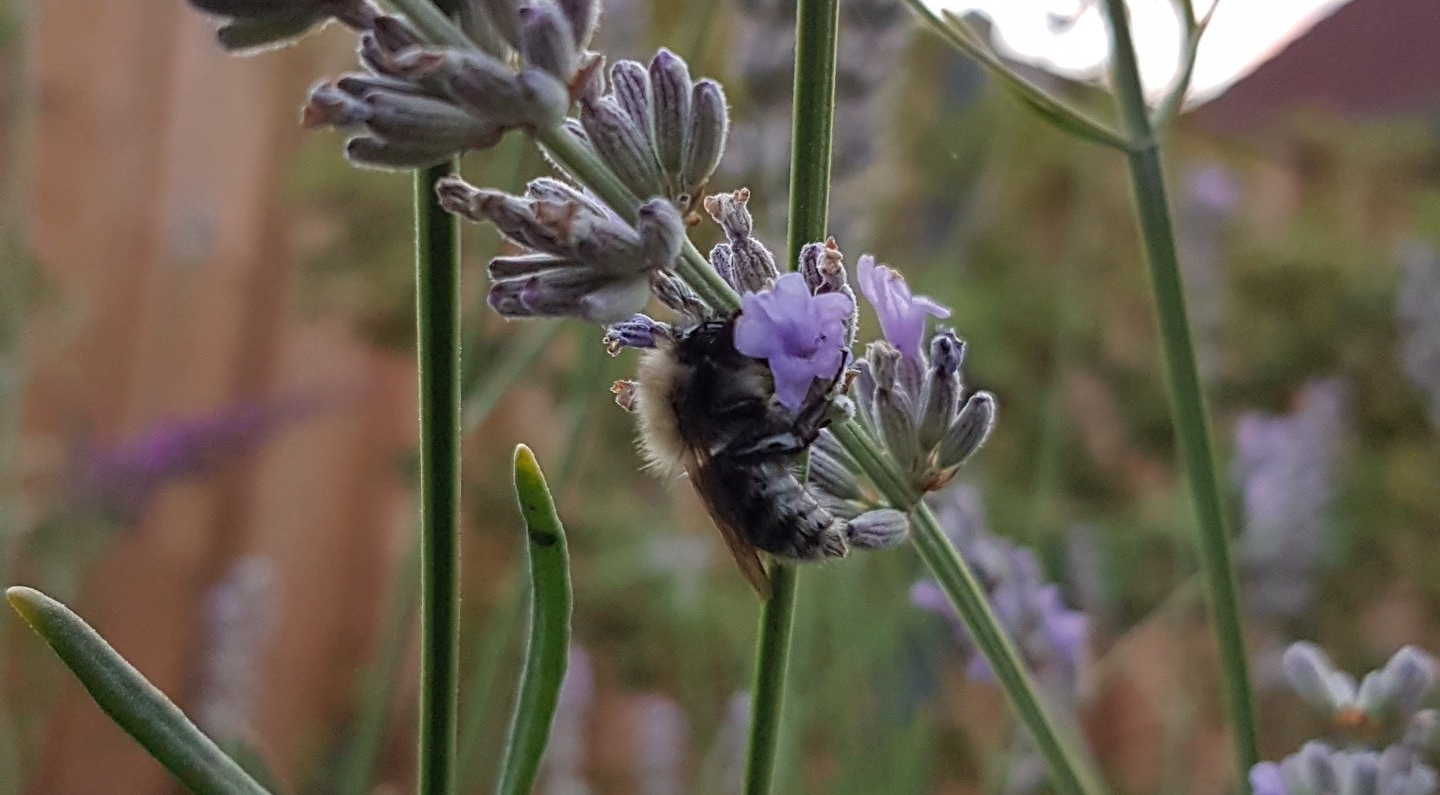 wilde bij slaapt op lavendel