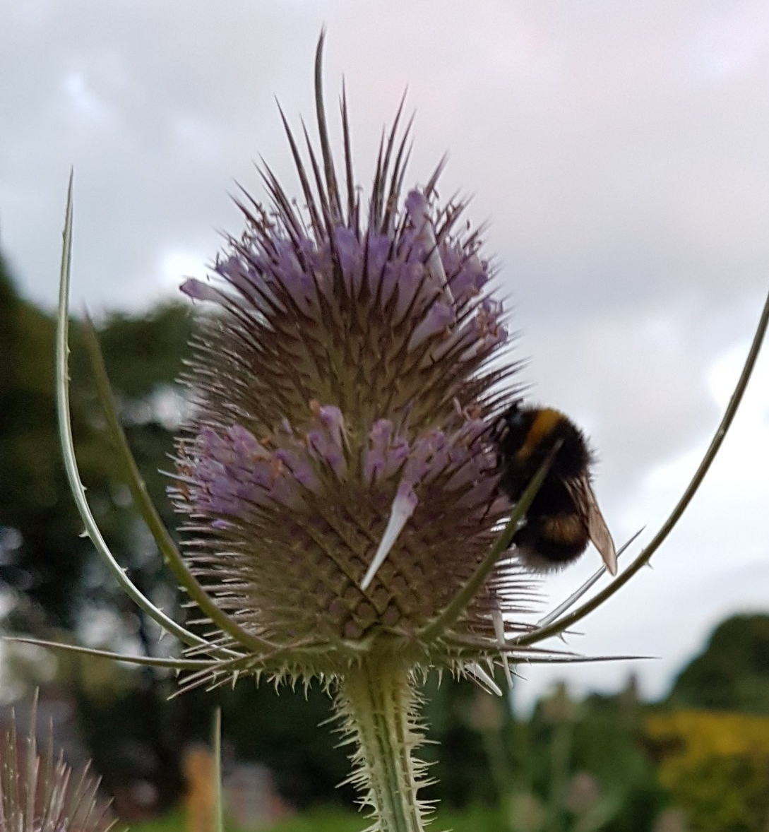 Aardhommel slaapt op kaardebol