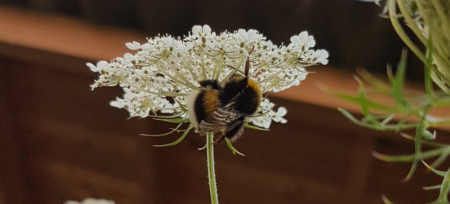 hommel slaapt onder bloem van peen