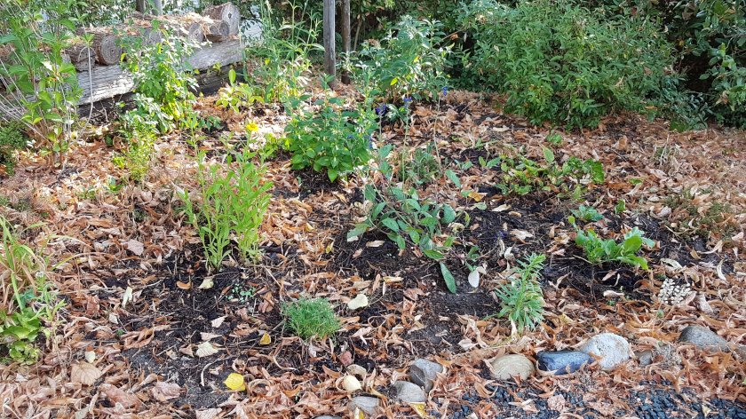 compost om de planten, zo blijft de bodem vochtig