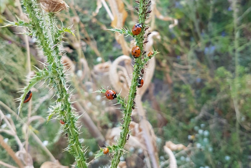 lieveheersbeestjes eten luizen