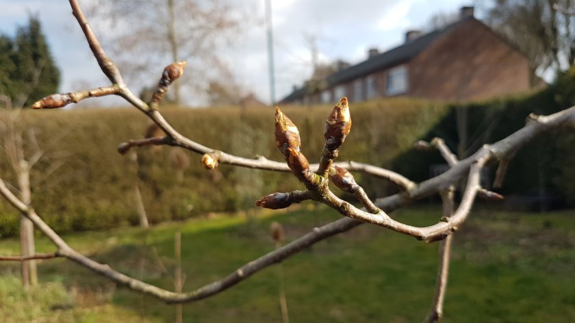 knoppen peer conference