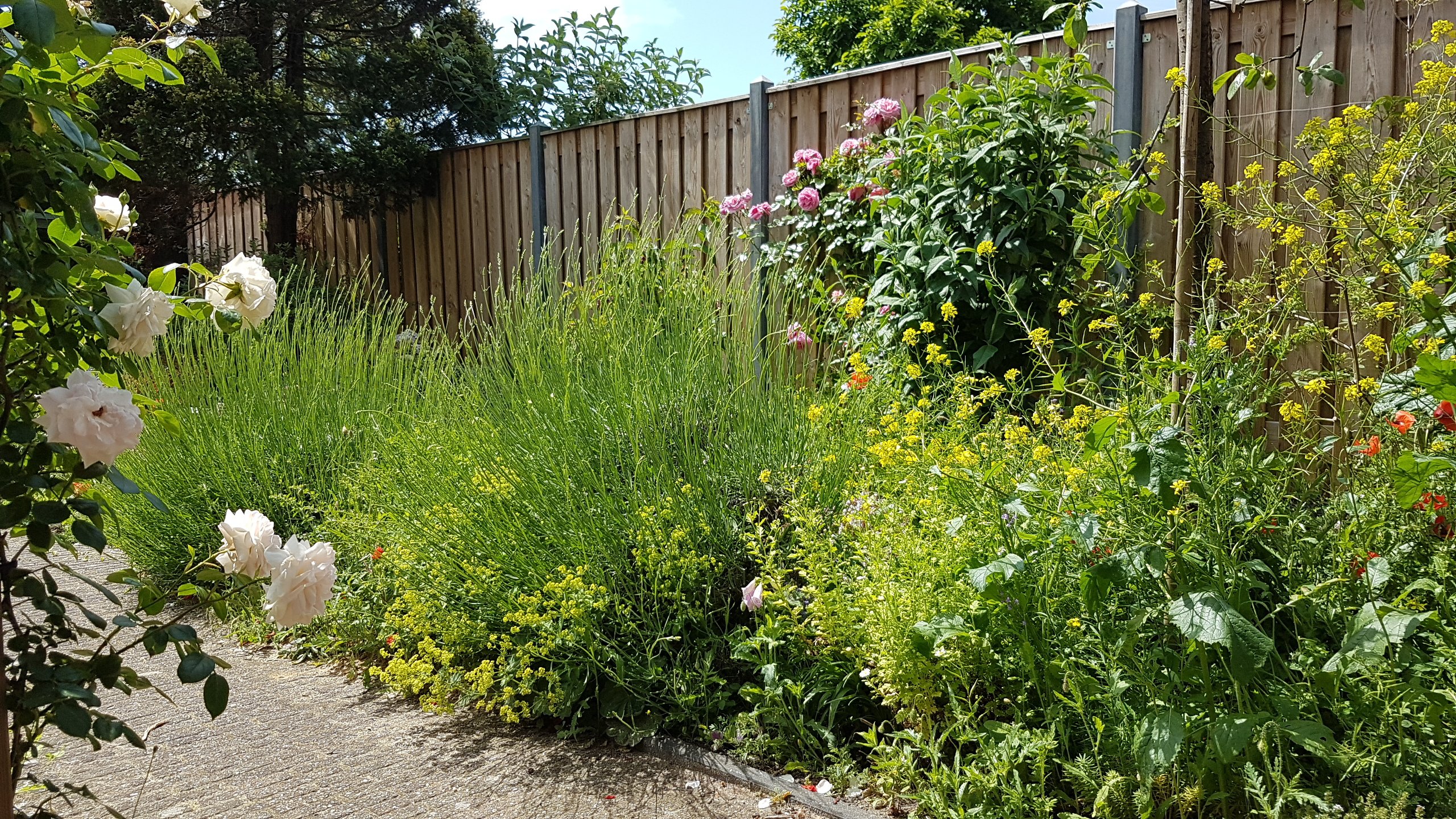 rozen, lavendel, vrouwenmantel, herik, majoraan