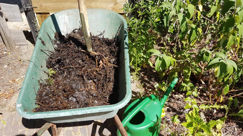 Compost aanbrengen bij een vlinderstruik