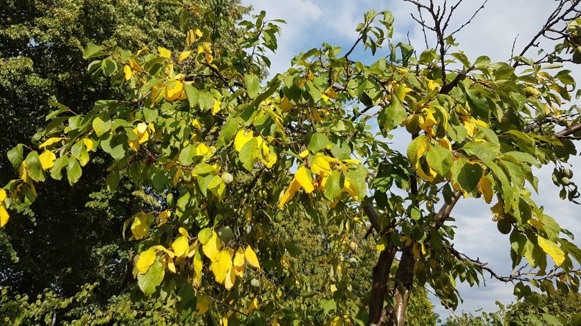De pruimenboom krijgt gele blaadjes