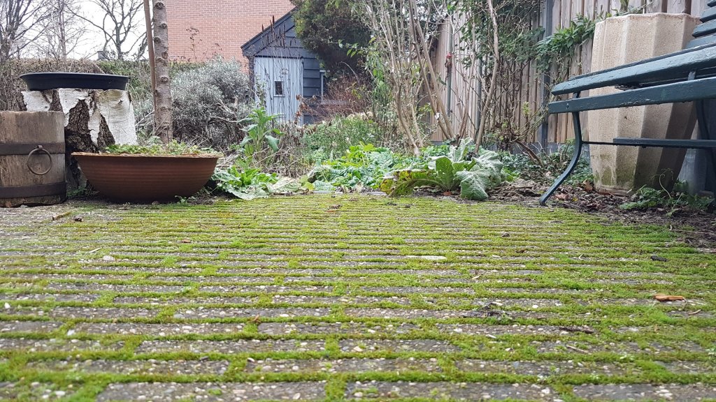 mos tussen de steentjes, geen onkruid