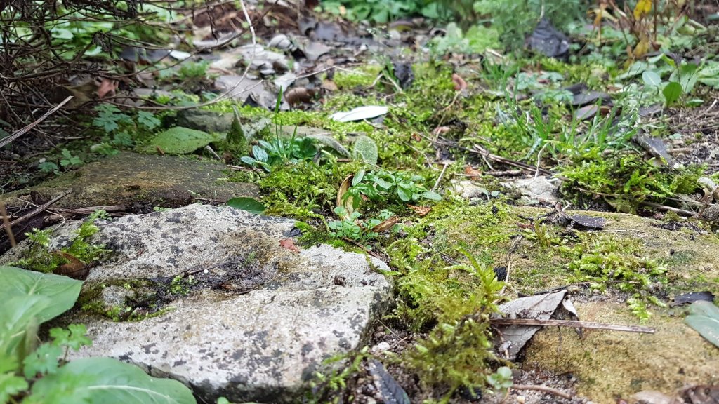 mossen tussen het keienpad