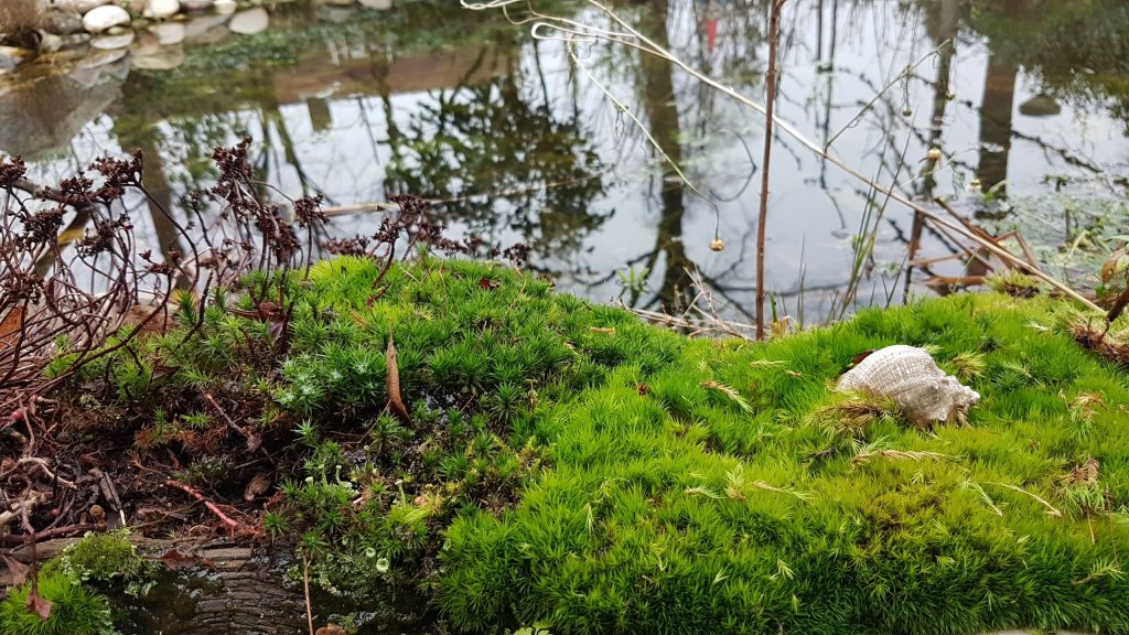 Mossen bij de vijver
