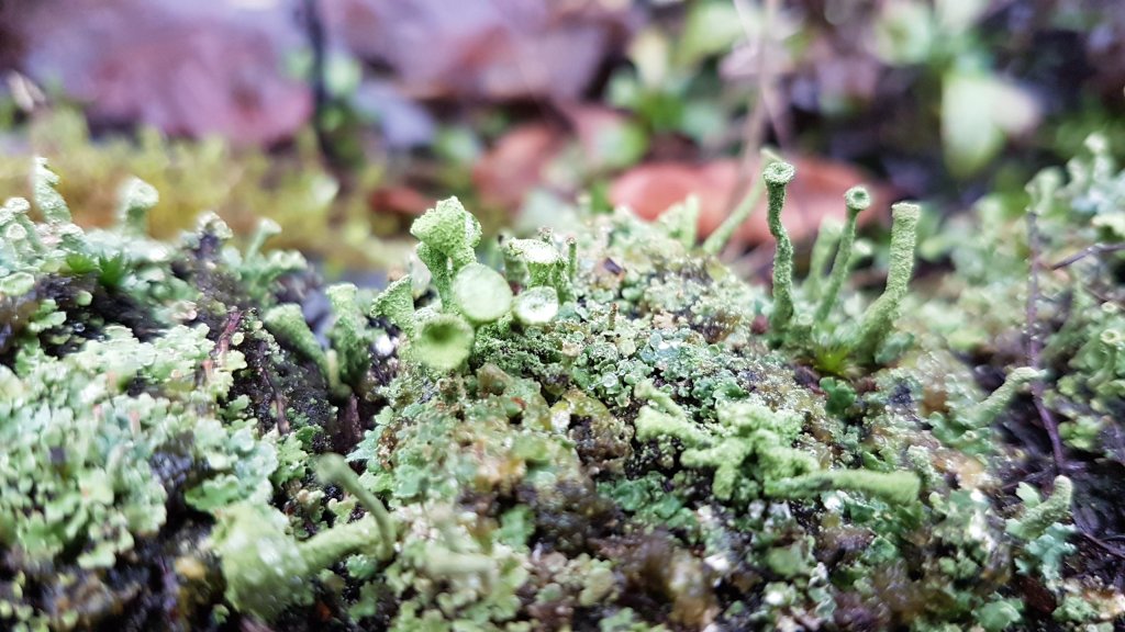 korstmos met bekertjes