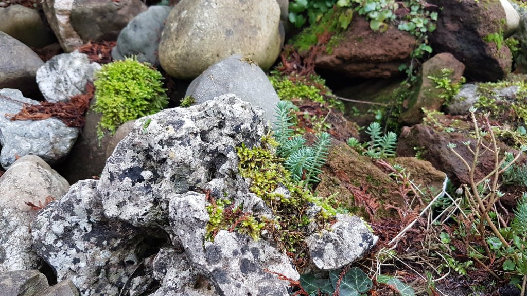 mossen, rotsplanten en muurleeuwenbek op de stenenhoop.