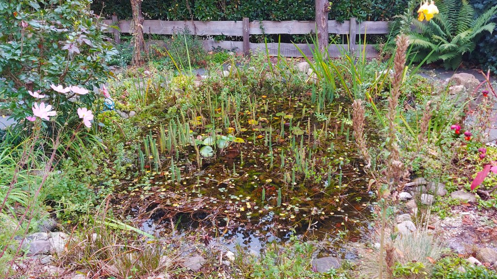 Vijver vol met staarten van de lidsteng