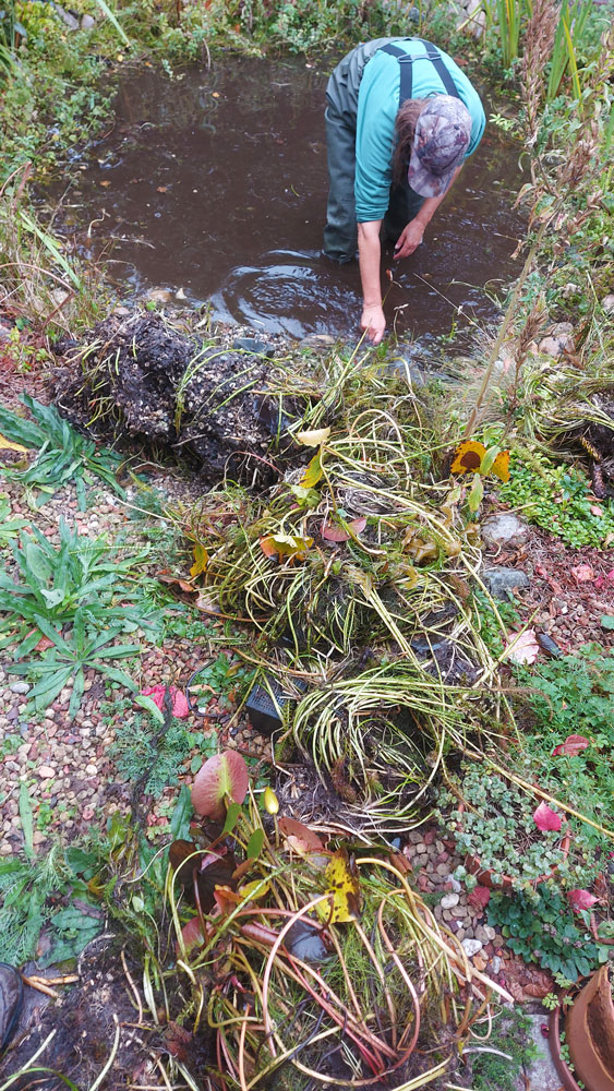 Grote kluiten met waterplanten en wortelstokken liggen op de kant. 