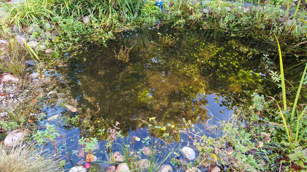 De vijver is na een paar dagen mooi helder geworden.